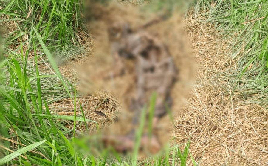 Plantão 24horas News