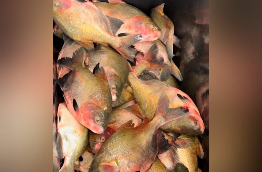 Plantão 24horas News